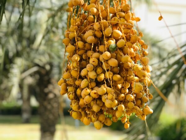 Dates Mabroom Box - wholesale supplier | AgroFoods Global