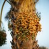 Dates Nagar UAE 500g - wholesale supplier | AgroFoods Global