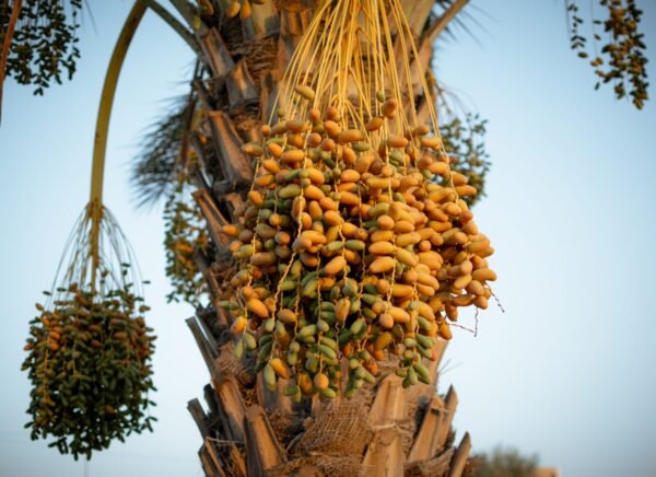 Dates Nagar UAE 500g - wholesale supplier | AgroFoods Global