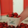 Driscoll 39 S Blueberry Organic - wholesale supplier | AgroFoods Global