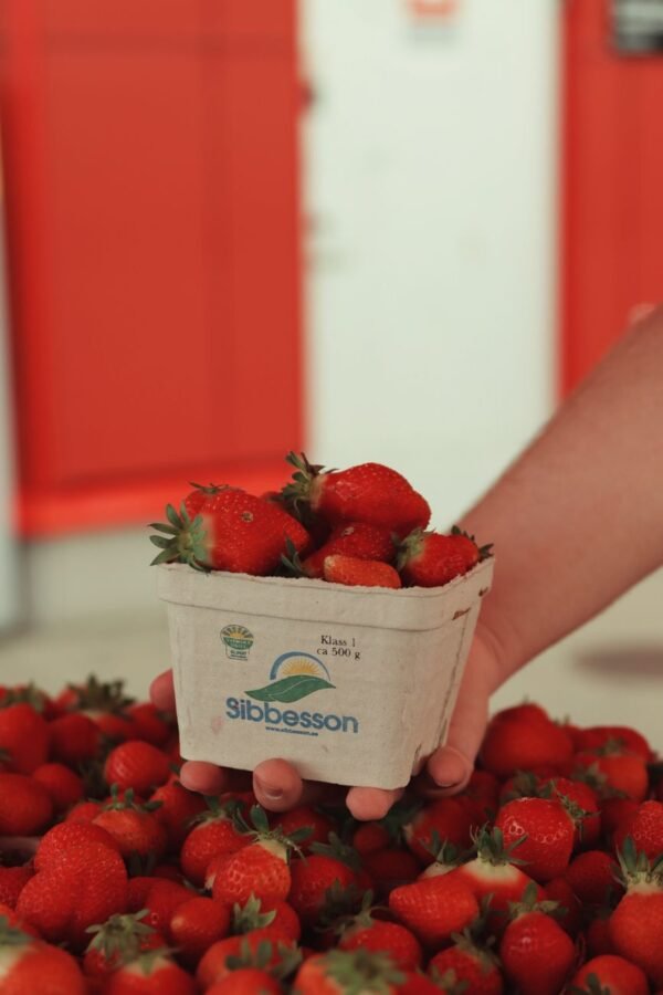 Driscoll 39 S Blueberry Organic - wholesale supplier | AgroFoods Global