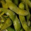 Hot Selling IQF Edamame Kernels Frozen - wholesale supplier | AgroFoods Global
