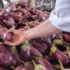 Big Eggplant 300 400grm - wholesale supplier | AgroFoods Global