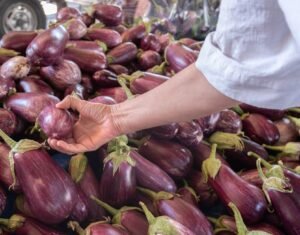 Big Eggplant 300 400grm - wholesale supplier | AgroFoods Global