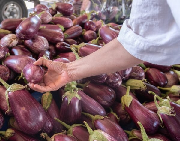 Big Eggplant 300 400grm - wholesale supplier | AgroFoods Global