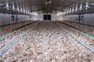 Wholesale High Quality Farmed Live Clarius - wholesale supplier | AgroFoods Global
