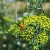 Baby Fennel 200g - wholesale supplier | AgroFoods Global