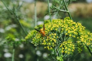 Baby Fennel 200g - wholesale supplier | AgroFoods Global