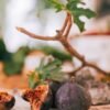 Figs — Bulk & Wholesale Supply Fig Fresh 160g UAE – Premium Fresh Figs Wholesale & Supplier Dubai, Abu Dhabi - wholesale supplier | AgroFoods Global