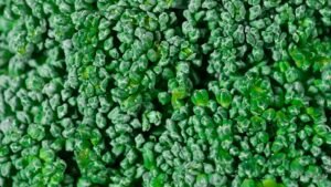 Broccoli Florets - wholesale supplier | AgroFoods Global