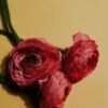 Jasmine Tea Dried Flowers - wholesale supplier | AgroFoods Global