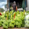 Red Fresh Healthy Sweet Taste Wholesale - wholesale supplier | AgroFoods Global