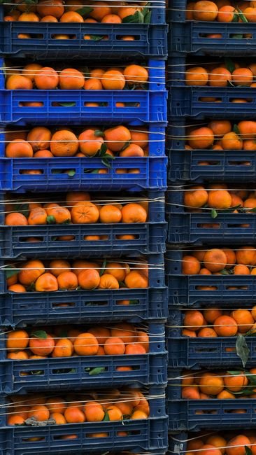 Exporting Top Quality High Grade New - wholesale supplier | AgroFoods Global