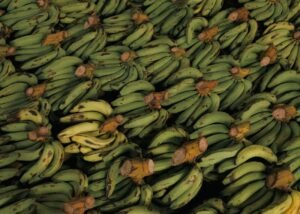 Natural Red Fresh Healthy Wholesale Factory - wholesale supplier | AgroFoods Global