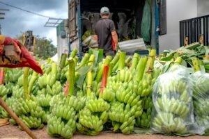 Baby Eggplant Oman - wholesale supplier | AgroFoods Global