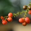 Gelo Fruit Jellies 400g – Wholesale & Export UAE - wholesale supplier | AgroFoods Global