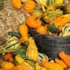 Ash Pumpkin (Kaddu) UAE – Fresh Ash Gourd / White Pumpkin Wholesale Dubai - wholesale supplier | AgroFoods Global