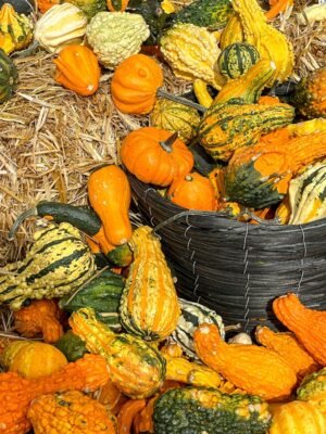 Ash Pumpkin (Kaddu) UAE – Fresh Ash Gourd / White Pumpkin Wholesale Dubai - wholesale supplier | AgroFoods Global