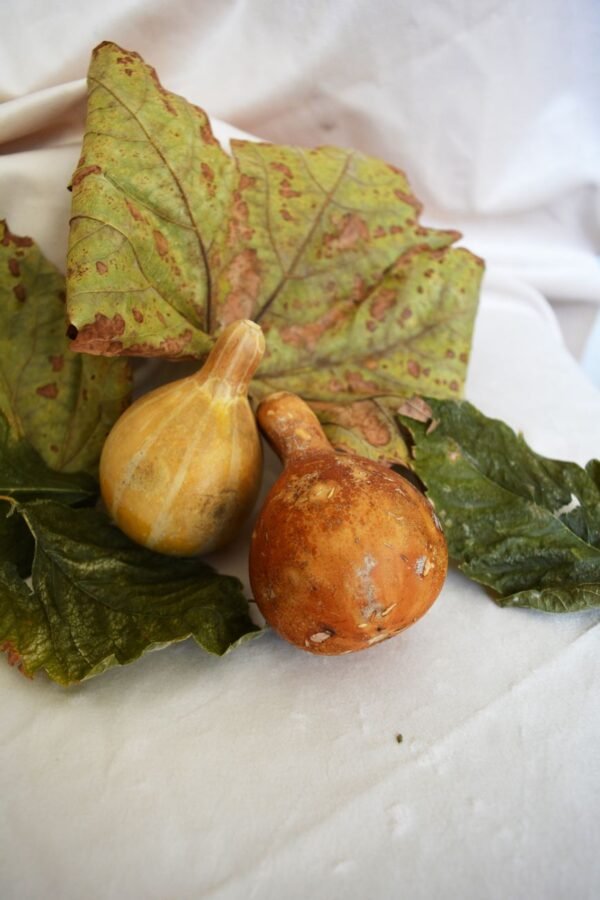 Ash Pumpkin (Kaddu) UAE – Fresh Ash Gourd White Pumpkin Dubai Wholesale - wholesale supplier | AgroFoods Global