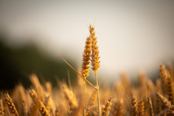 Grain — Bulk & Wholesale Supply