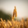 2025 High Quality Natural Grain Corn - wholesale supplier | AgroFoods Global