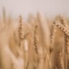 Grain — Bulk & Wholesale Supply