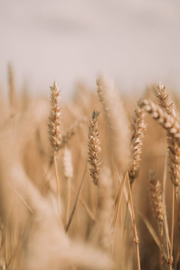 Grain — Bulk & Wholesale Supply