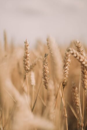 Organic Large Grain Almond Nuts Healthy - wholesale supplier | AgroFoods Global