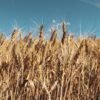 Grain — Bulk & Wholesale Supply