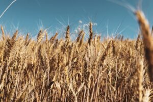 Grain — Bulk & Wholesale Supply