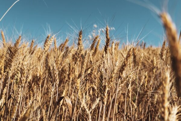 Grain — Bulk & Wholesale Supply