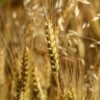 Grain — Bulk & Wholesale Supply