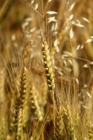 Grain — Bulk & Wholesale Supply