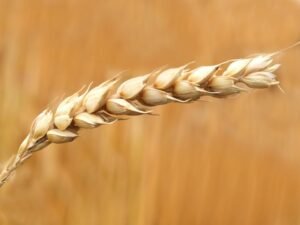Manufacturer Export High Quality Good Price - wholesale supplier | AgroFoods Global