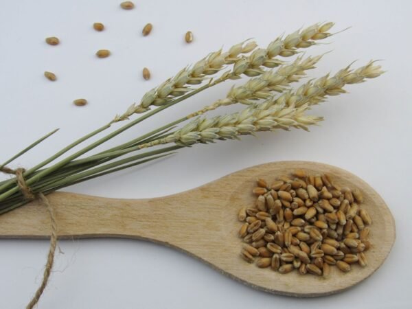 Premium Quality Moulin Grains Manufacturer s - wholesale supplier | AgroFoods Global