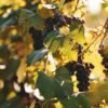 Grape — Bulk & Wholesale Supply Martinellis Sparkling Apple Grape 250ml 0 Alcoho - wholesale supplier | AgroFoods Global
