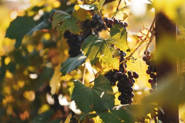 Grape — Bulk & Wholesale Supply Martinellis Sparkling Apple Grape 250ml 0 Alcoho - wholesale supplier | AgroFoods Global
