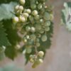 White Grapes 500g UAE – Premium Fresh Seedless Grapes Wholesale & Retail - wholesale supplier | AgroFoods Global
