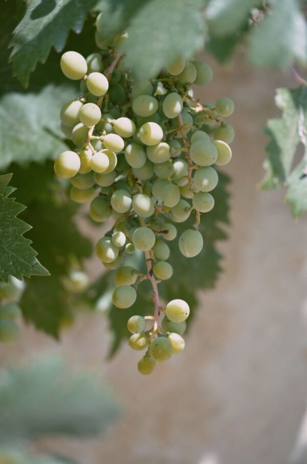 White Grapes 500g UAE – Premium Fresh Seedless Grapes Wholesale & Retail - wholesale supplier | AgroFoods Global