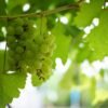 Grapes Black Seedless - wholesale supplier | AgroFoods Global