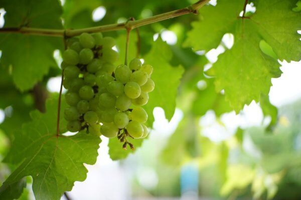 Grapes Black Seedless - wholesale supplier | AgroFoods Global