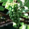 Red Grapes 500g UAE – Fresh Seedless Red Grapes Dubai - wholesale supplier | AgroFoods Global