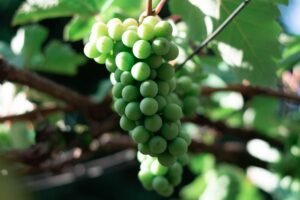 Red Grapes 500g UAE – Fresh Seedless Red Grapes Dubai - wholesale supplier | AgroFoods Global