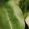 Lettuce Mesclun Mix 100g UAE – Fresh Baby Greens Salad Mix Online Dubai - wholesale supplier | AgroFoods Global
