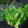 Mixed Lettuce 125g UAE – Premium Pre-Washed Salad Greens Dubai - wholesale supplier | AgroFoods Global