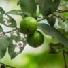 Guava — Bulk & Wholesale Supply Pink Guava 800g - wholesale supplier | AgroFoods Global