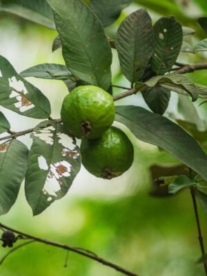 Pink Guava 800g - wholesale supplier | AgroFoods Global