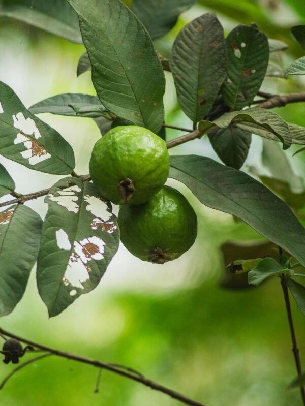 Guava — Bulk & Wholesale Supply Pink Guava 800g - wholesale supplier | AgroFoods Global