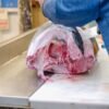 Frozen Tilapia Fish Whole Round Gutted - wholesale supplier | AgroFoods Global