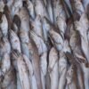 Hake — Bulk & Wholesale Supply Frozen North Pacific Hake Fillet - wholesale supplier | AgroFoods Global